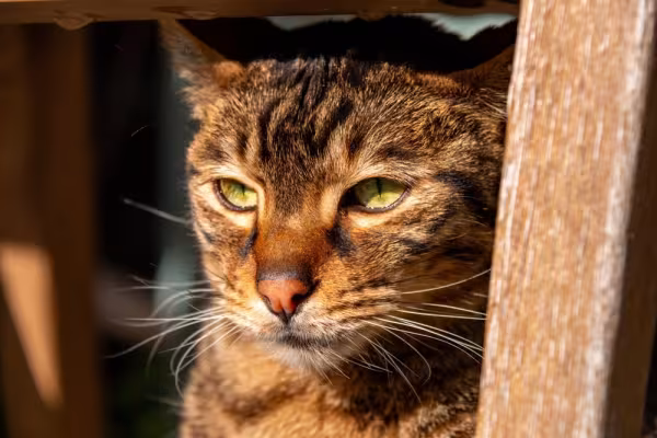rosto de gato savannah