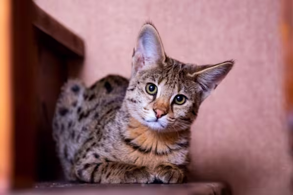 gato savannah deitado olhando para foto