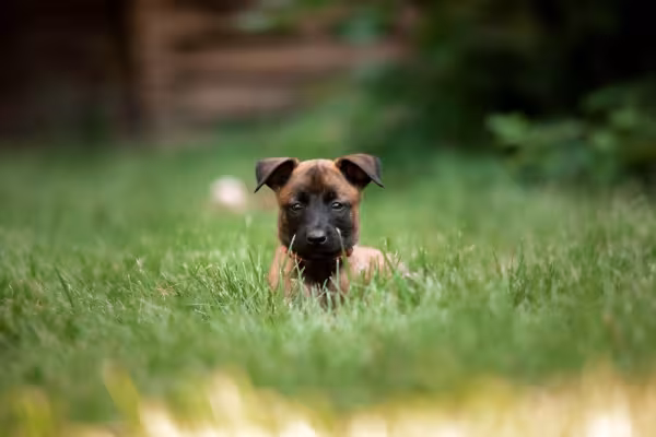 filhote de Pastor Belga Malinois