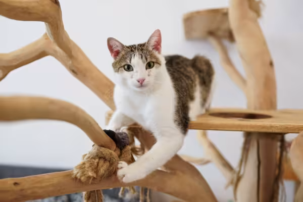 gato brincando no playground