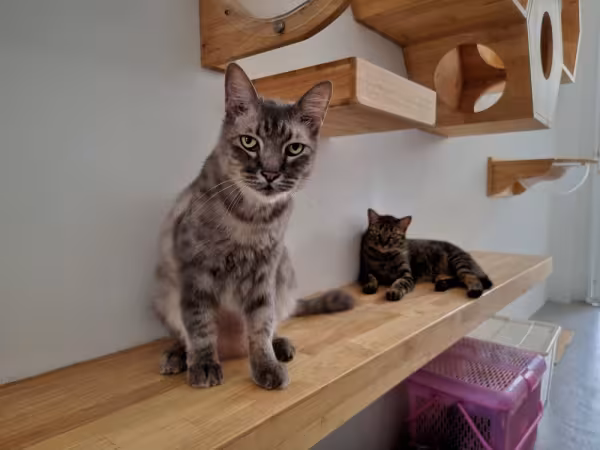 dois gatos em cima de uma prateleira no playground