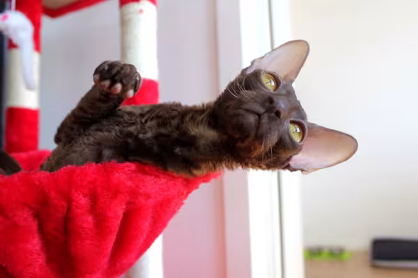 Cornish Rex deitado em brinquedo 