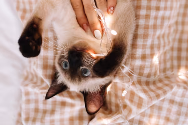 gato Siamês brincando com pisca pisca