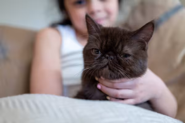 gato Persa recebendo carinho