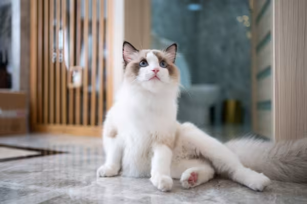Ragdoll sentado em cima de tapete