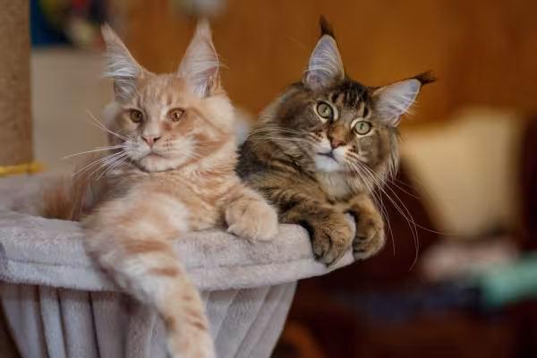 gatos da raça Maine Coon deitado em poltrona