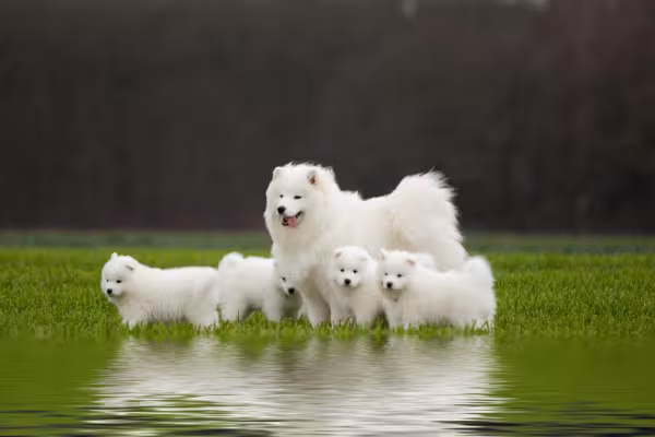 samoieda com vários filhotes em um campo com lago