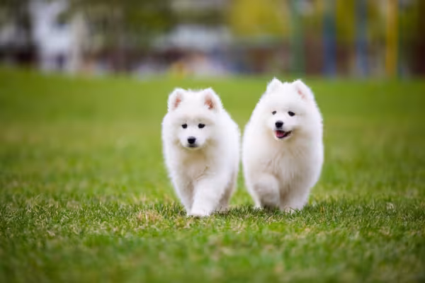 dois cachorros samoieda caminhando por gramado