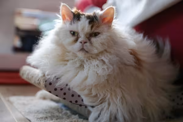 Selkirk rex deitado