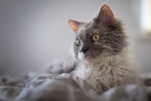 Selkirk Rex deitado em cima de coberta