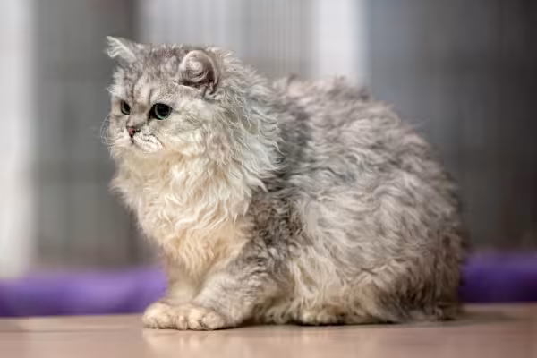 Selkirk Rex de pelo cinzas sentado 