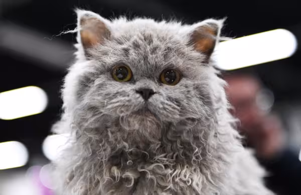 Rosto de Selkirk Rex cinza