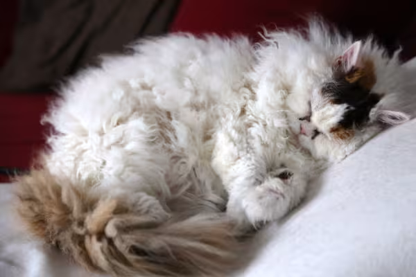 Selkirk Rex deitado dormindo