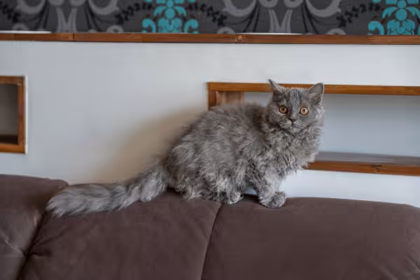 Selkirk Rex em cima de sofá 