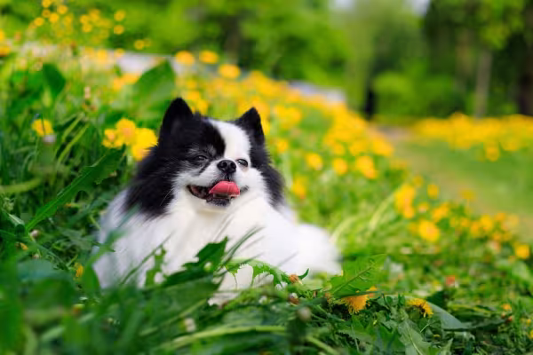 spitz alemão preto e branco deitado em um arbusto