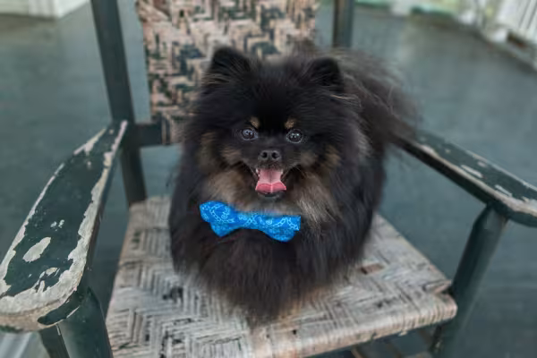 spitz alemão preto com lacinho azul no pescoço em cima de cadeira
