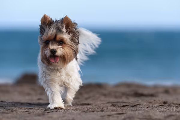 Biewer Terrier com os pelos voando na praia