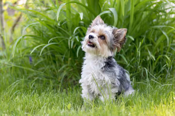  Biewer Terrier sentado ao ar livre