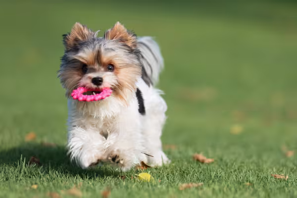 Biewer Terrier filhote brincando com brinquedo