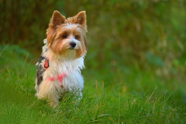  Biewer Terrier de coleira ao ar livre