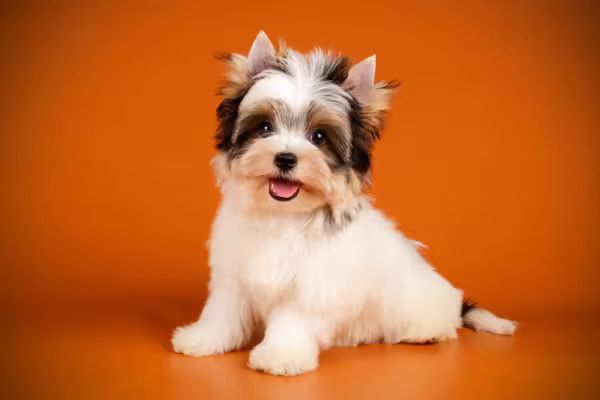 Biewer Terrier filhote sentado em estúdio 