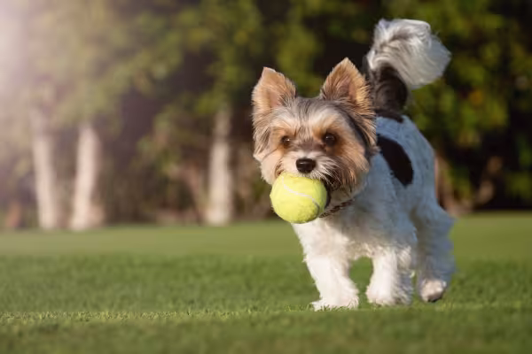 Biewer Terrier segurando uma bola de tênis na boca ao ar livre