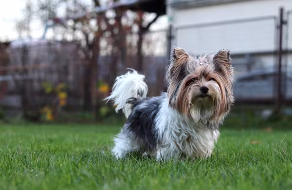  Biewer Terrier peludo ao ar livre