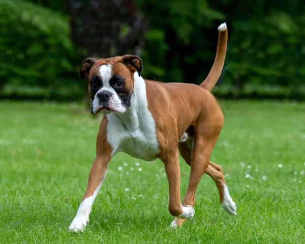 cachorro boxer ao ar livre