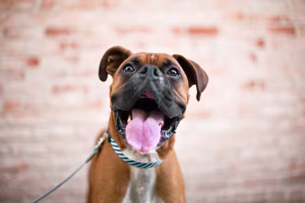 cachorro boxer de boca aberta