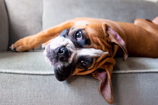 cachorro boxer deitado no sofá