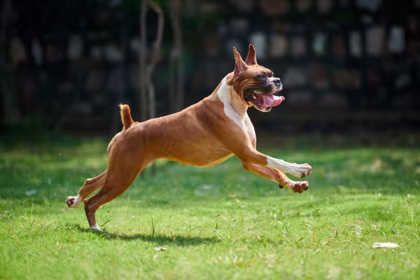 cachorro boxer correndo ao ar livre