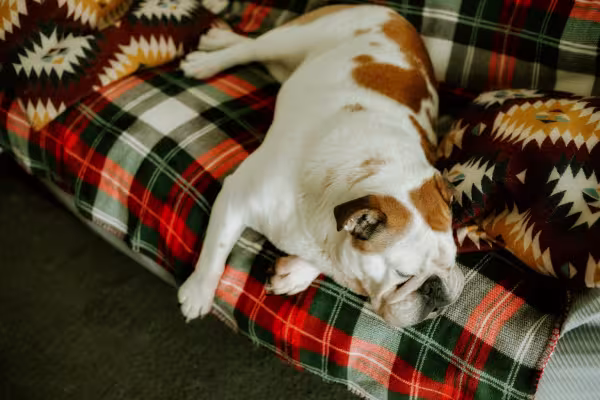 Buldogue Inglês dormindo no sofá