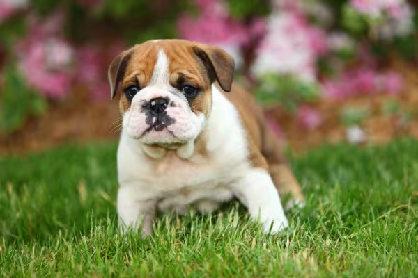 filhote de Buldogue Inglês sentado na grama