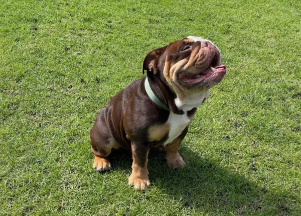 Buldogue Inglês sentado na grama
