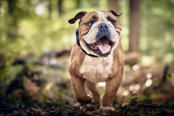 Buldogue Inglês correndo ao ar livre