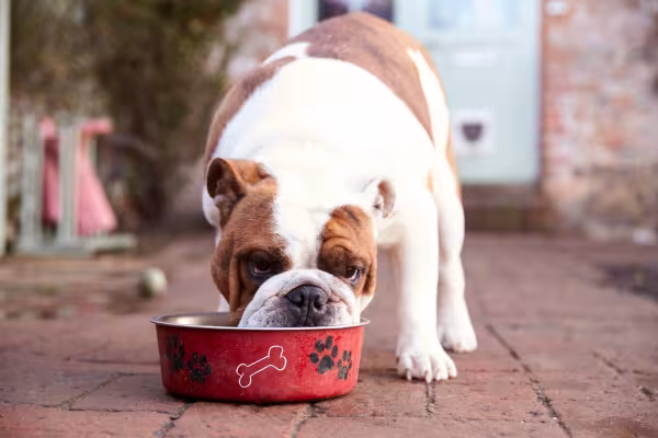 Buldogue Inglês se alimentando 