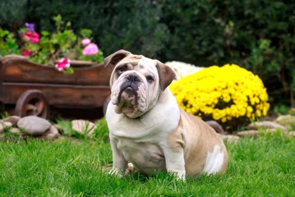 Buldogue Inglês sentado na grama
