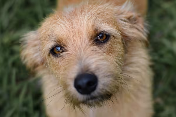 rosto de um cachorro vira lata fiapo de manga
