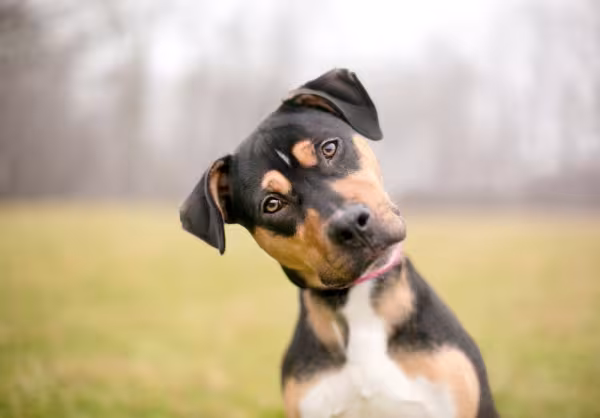 cachorro vira lata com a cabeça virada para o lado