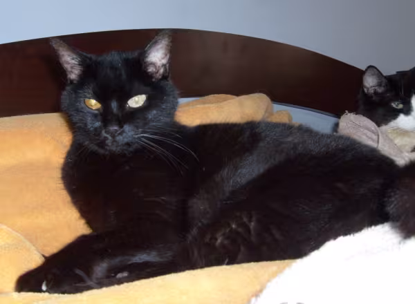 gato preto com câncer no olho