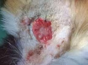 ferida de câncer de pele em gatos rosa