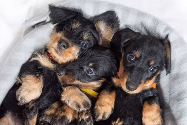 três dachshund filhotes pretos de pelo duro