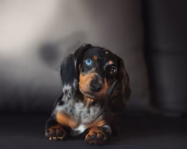 dachshund filhote preto com heterocromia
