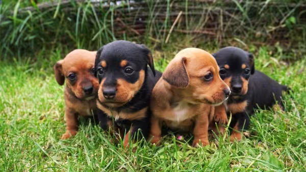 quatro dachshund filhotes de pelo curto