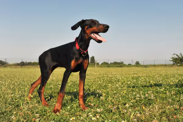 Doberman em pé ao ar livre