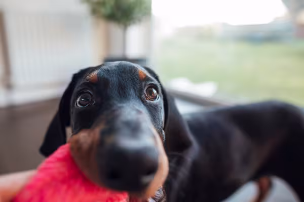 Doberman brincando com pelúcia