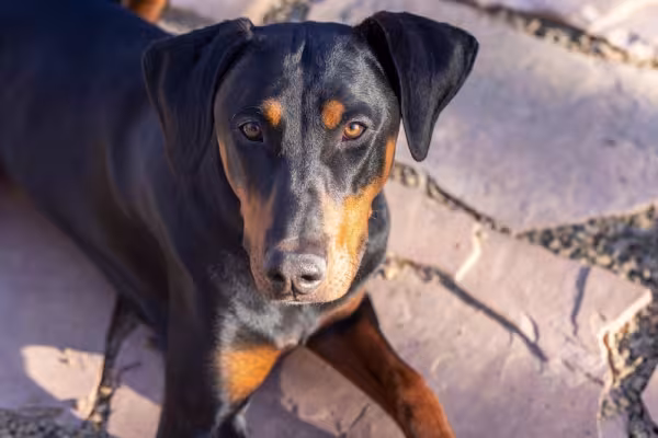 Doberman deitado ao ar livre