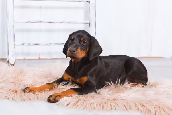Doberman filhote deitado no tapete
