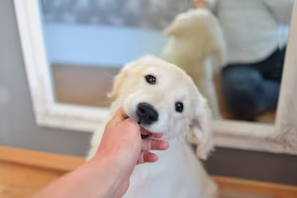 filhote de cachorro mordendo mão humana