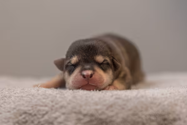 filhote de cachorro recém nascido